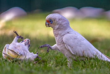 Corella Parrot playing