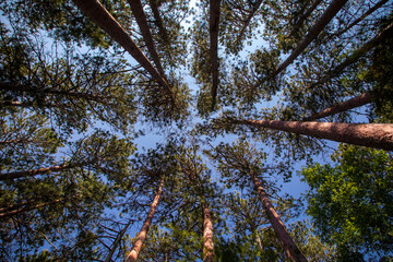 Towering Red Pine Tree Canopy in Minnesota Lost Forty Forest Park