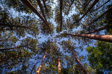 Towering Red Pine Tree Canopy in Minnesota Lost Forty Forest Park