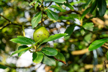 Avocado tree with avocado fruit grow in orchard. avocado garden. Growing Avocado on the tree.