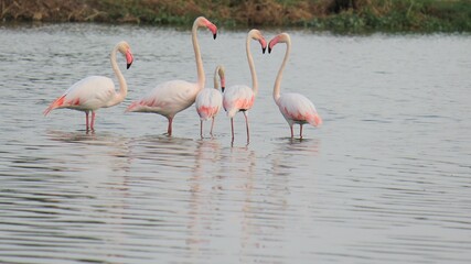 Fototapeta premium Pink Flamingos ❤️ in the Water