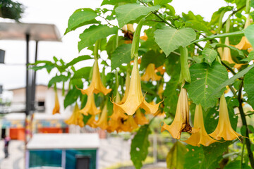 Brugmansia suaveolens, Brazil's white angel trumpet, also known as angel's tears and snowy angel's trumpet.  is a species of flowering plant in the nightshade family Solanaceae