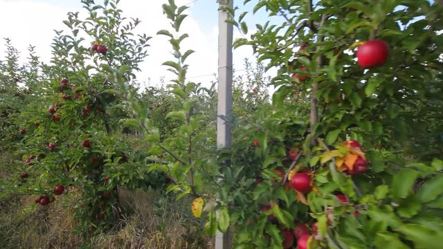 Growing apples. Apple orchard with apples. Apple garden. Apple trees with red apples. Ukrainian apples. 