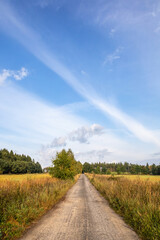 Fototapeta na wymiar Straight path between meadows and forest under blue sky