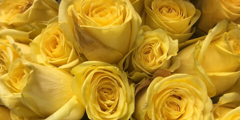 High angle full frame close-up view of a bouquet of yellow roses blossoms