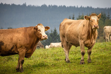 Cows on green pasture with forest in background