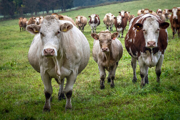 Herd of cows on green pasture
