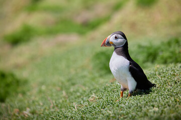 puffin standing on a rock cliff . fratercula arctica