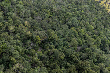 Fototapeta na wymiar Aerial image of a lush green mixed deciduous and coniferous forest. A bird's eye view above green trees. Focus and blur.