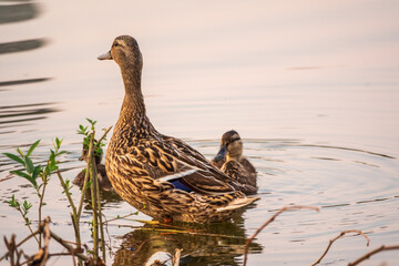 A family of ducks, a duck and its little ducklings are swimming in the water. The duck takes care of its newborn ducklings. Mallard, lat. Anas platyrhynchos