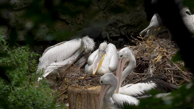 Large Nest of various species of Pelicans in captivity - Long shot