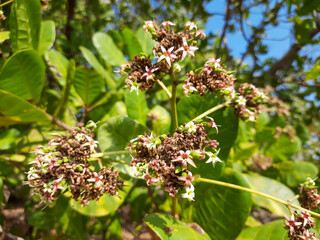 Cashew flowers with green background, cashew plant. 