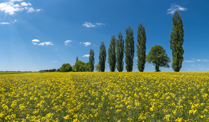 Sonniges blühendes Rapsfeld vor einer Baumreihe mit hohen Pappeln und blauem Himmel