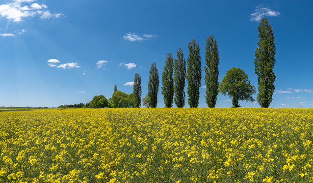 Sonniges bl&uuml;hendes Rapsfeld vor einer Baumreihe mit hohen Pappeln und blauem Himmel