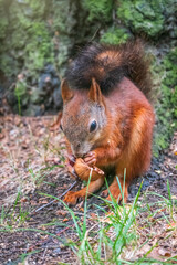 Squirrel in summer with nut on green grass under a big tree