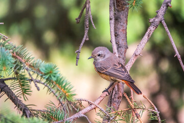 The common redstart female, Phoenicurus phoenicurus, is photographed in close-up sitting on a branch against a blurred background.