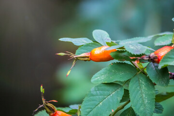 Autumn or summer nature background with rose hips branches in the sunset light. The rose hip or rosehip, also called rose haw