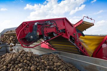harvested potatoes