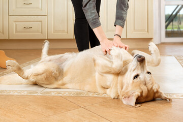 Young woman plays with her labrador retriever lying on the floor with his paws raised up