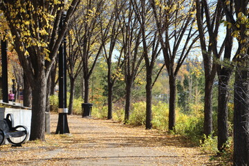 Row Of Elms, Louise McKinney Park, Edmonton, Alberta