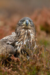 White-tailed eagle in the autumn bog