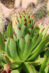 Fototapeta premium Sempervivum tectorum rojnik murowy