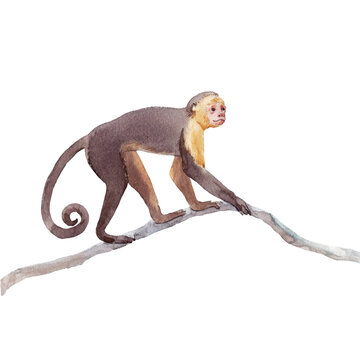 Beautiful animal composition with hand drawn watercolor jungle monkey on the branch. Stock illustration. Clip art.