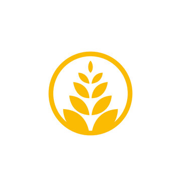 circle yellow paddy wheat barley plant harvest agriculture image vector - Vector