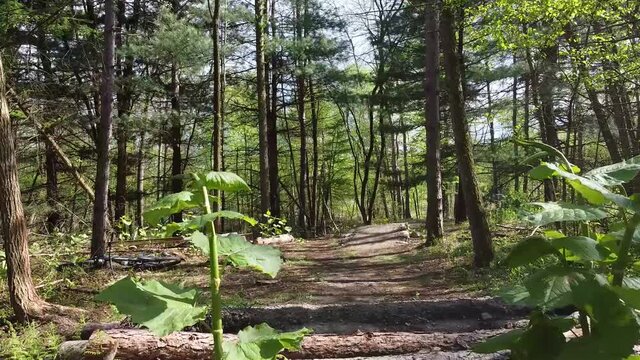 Mountain Biker jumping over camera in the forest