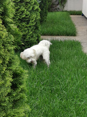 Bichon puppy in the yard of a house