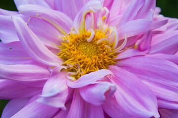 Dahlia pinnata, pink and purple garden dahlias in the garden.
