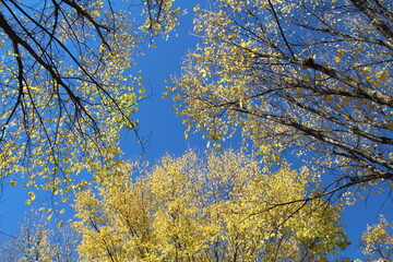 Elm Leaves Above, Louise McKinney Park, Edmonton, Alberta