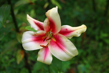 Fototapeta premium Lilium Lilia