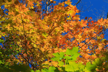 Autumn Leaves Background on the North Shore Hiking Trail of Minnesota near Lake Superior
