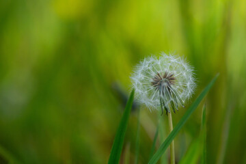 The white dandelion seed with a bright green grass background