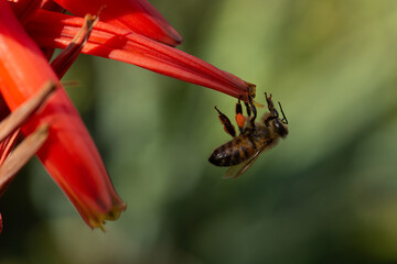 Fototapeta na wymiar A bee sitting the end of a bright red flower,