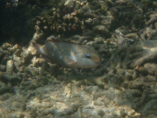 スリランカ　ピジョン島国立公園の魚