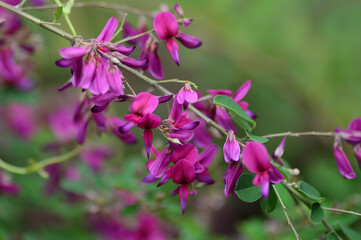 萩の花、向島百花園にて