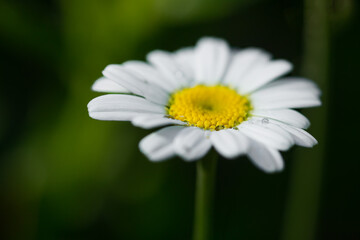 Obraz premium White flower of Annual Daisy, Bellis annua L.