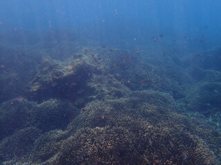 Naklejka na ściany i meble スリランカ　ピジョン島国立公園の魚