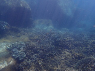 Naklejka na ściany i meble スリランカ　ピジョン島国立公園の魚