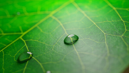 Drops of transparent rain water on a green leaf. Macro view. 3D rendering illustration. 