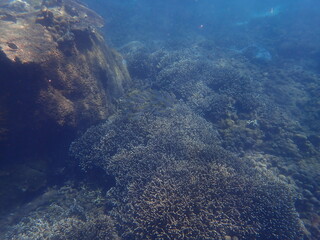 スリランカ　ピジョン島国立公園の魚