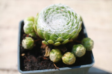 Sempervivum arachnoideum RUBRUM rojnik pajęczynowaty