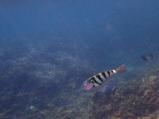 スリランカ　ピジョン島国立公園の魚