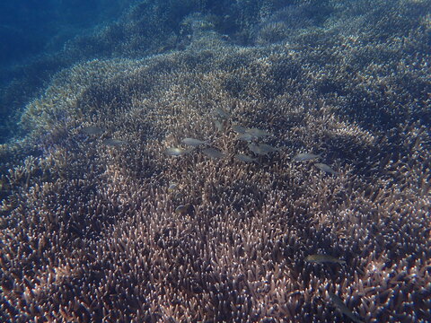 スリランカ Images Browse 2,802 Stock Photos, Vectors, and Video Adobe Stock