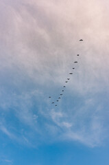 flock of birds in the sky and clouds