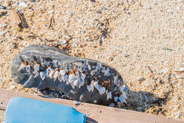 Seashell barnacles on bottom of old discarded shoe