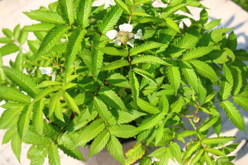 MALINA PONĘTNA malinotruskawka Rubus illecebrosus