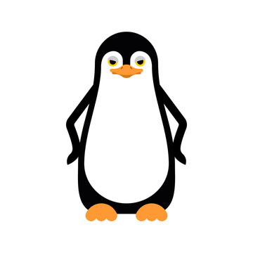 Cartoon Penguin isolated.  flightless seabird. vector illustration